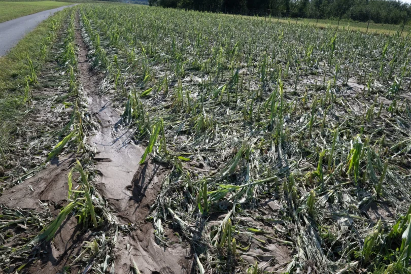 Szkody w uprawach wyrządzone przez grad i deszcz w Harcie