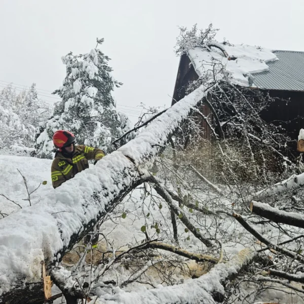 Strażacy usuwają drzewo, które spadło na dach budynku.
