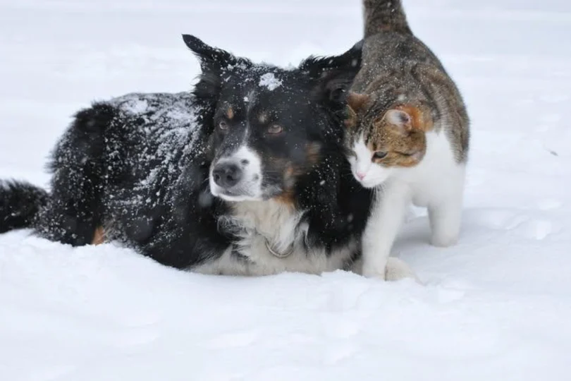 Zdjęcie przedstawia psa i kota
