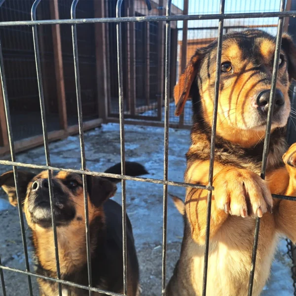 Zdjęcie przedstawia psy w schronisku