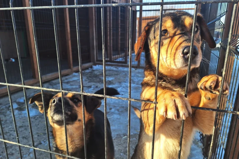 Zdjęcie przedstawia psy w schronisku